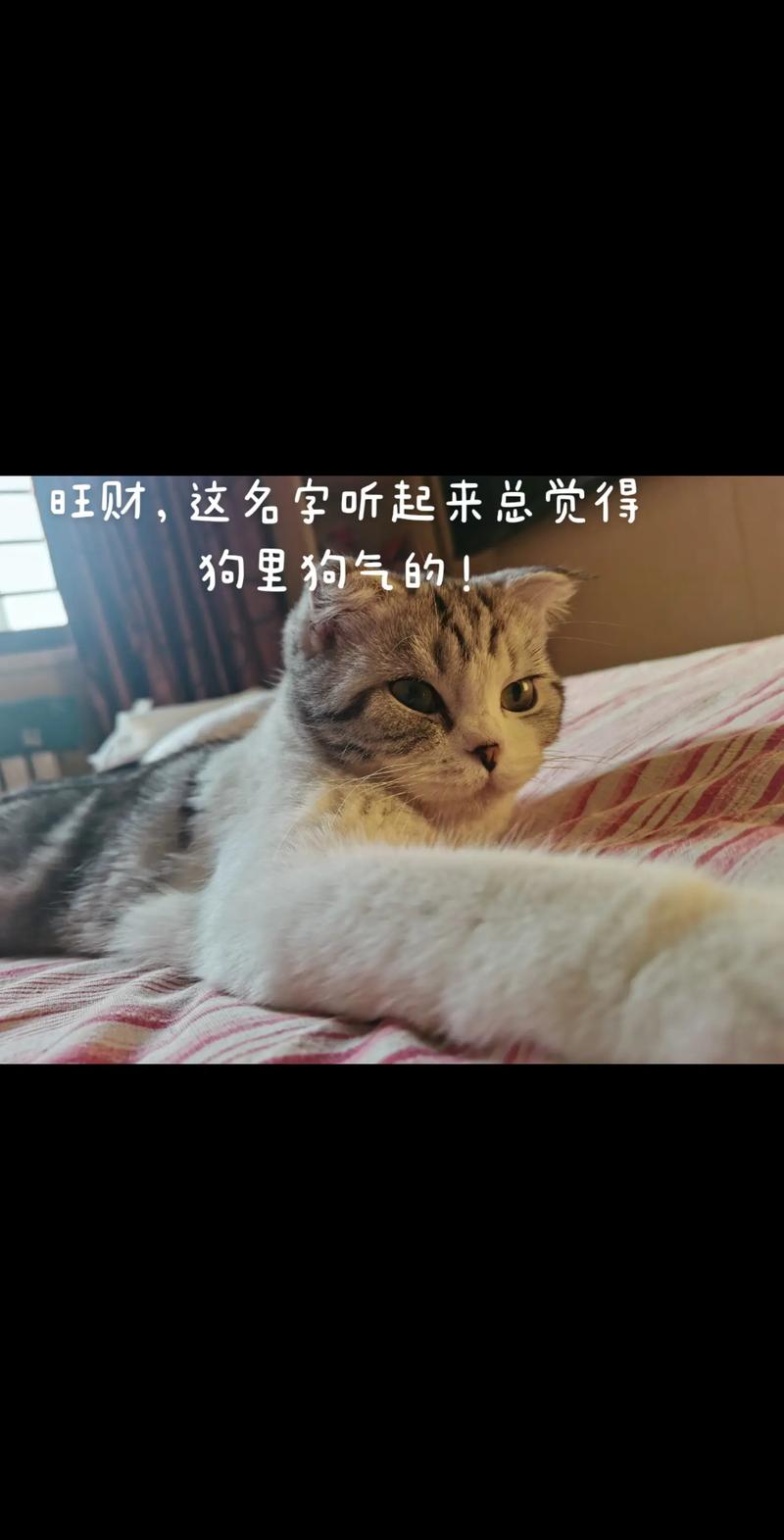白色的猫咪名字