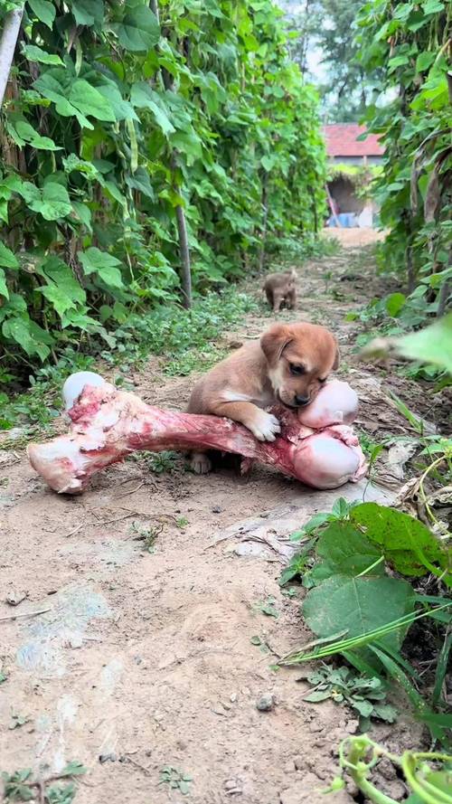 狗狗我给狗狗吃羊蹄骨头,结果全吞了,怎么办,那骨头消化不了怎么办。