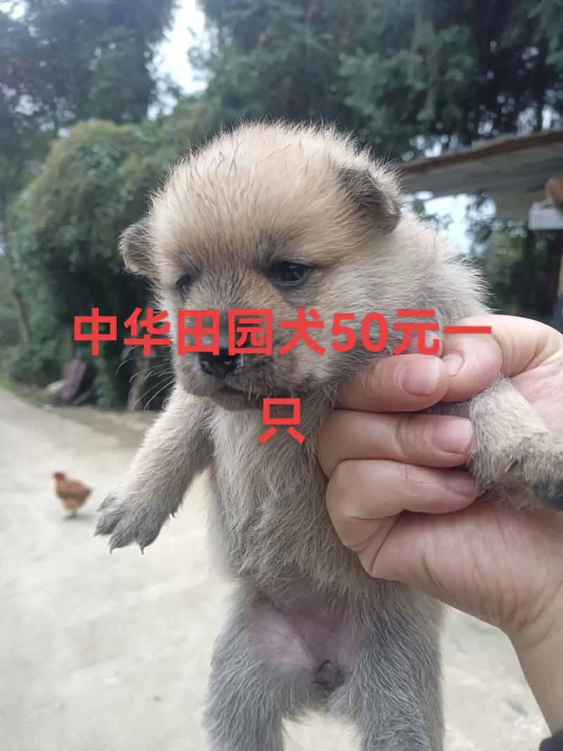 穷人养什么狗最便宜