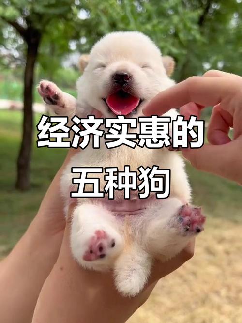 十种最便宜的大型犬?