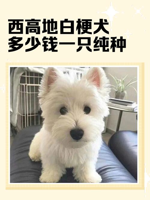 月薪5000养什么狗好?