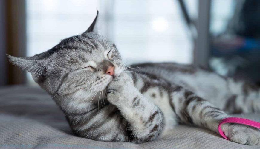 小猫咪发情,铲屎官们一定要提前知道哦～