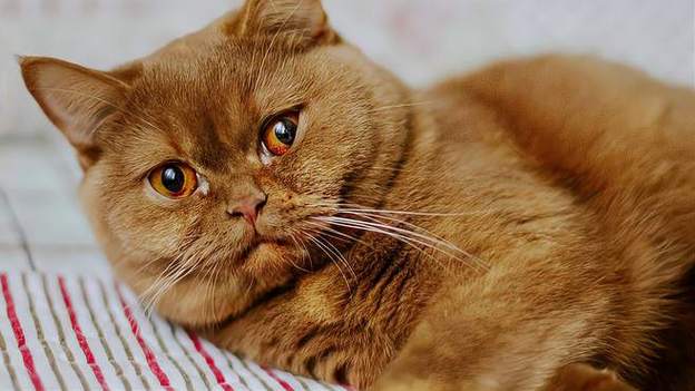 如何判断猫咪性成熟?