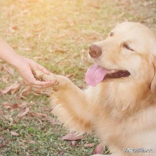 狗狗到家四十天了从不对人摇尾巴怎么办?