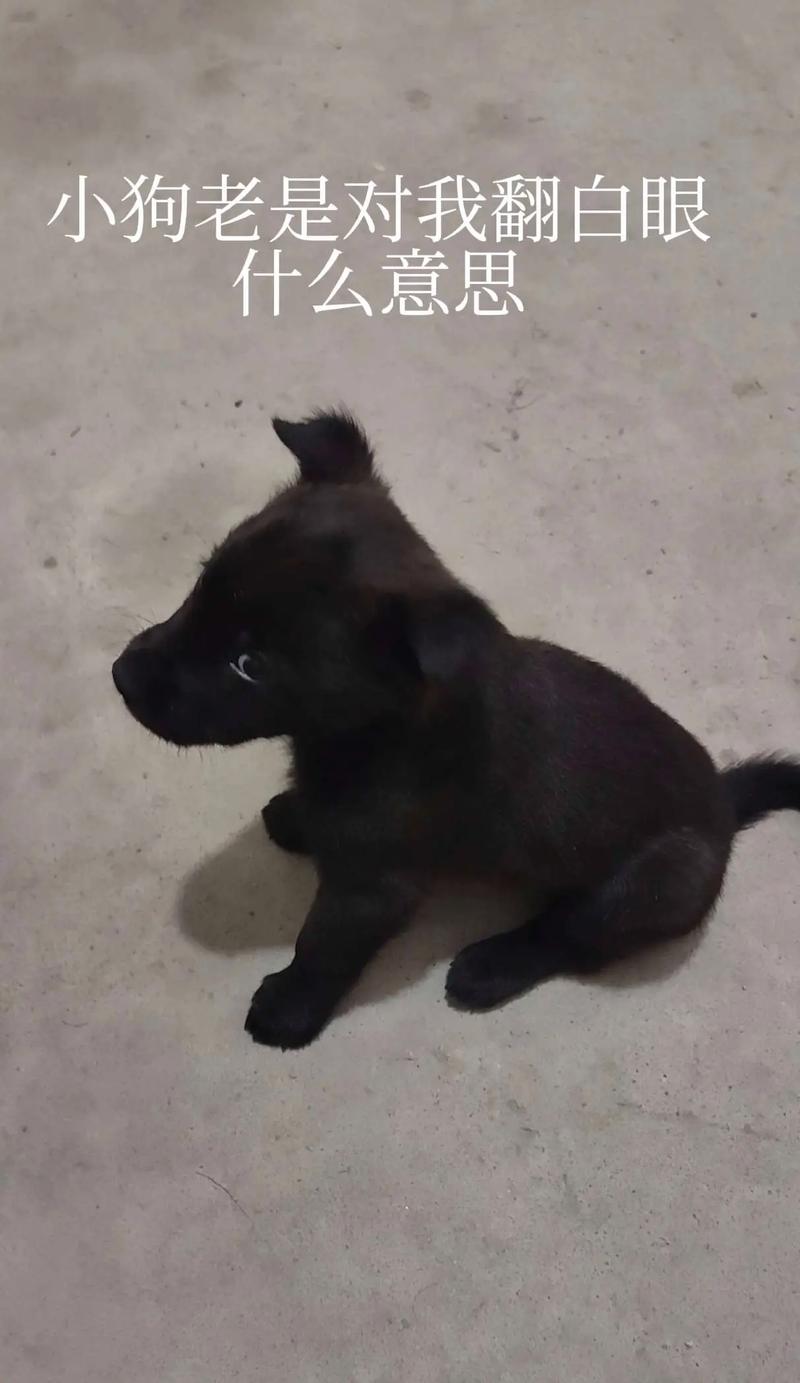 狗狗对主人不摇尾巴