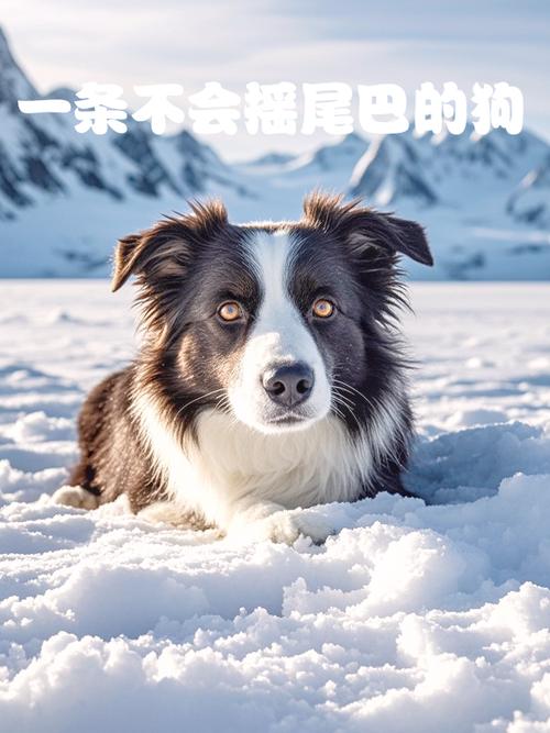 我家狗狗为什么从来不摇尾巴