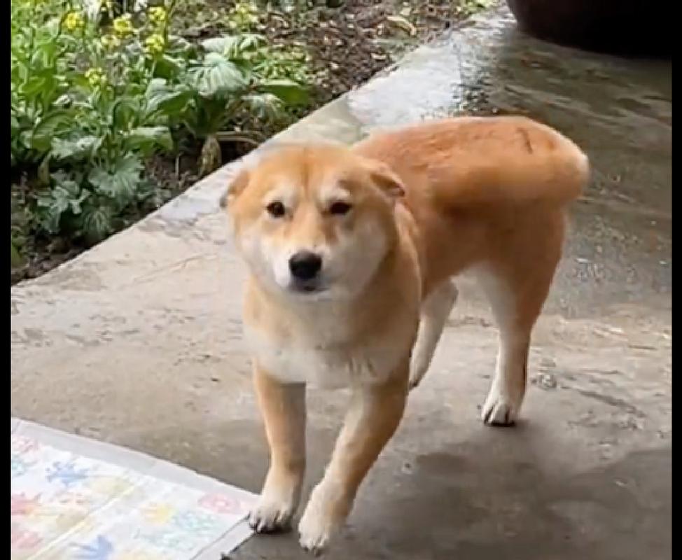 比熊幼犬为什么不摇尾巴?