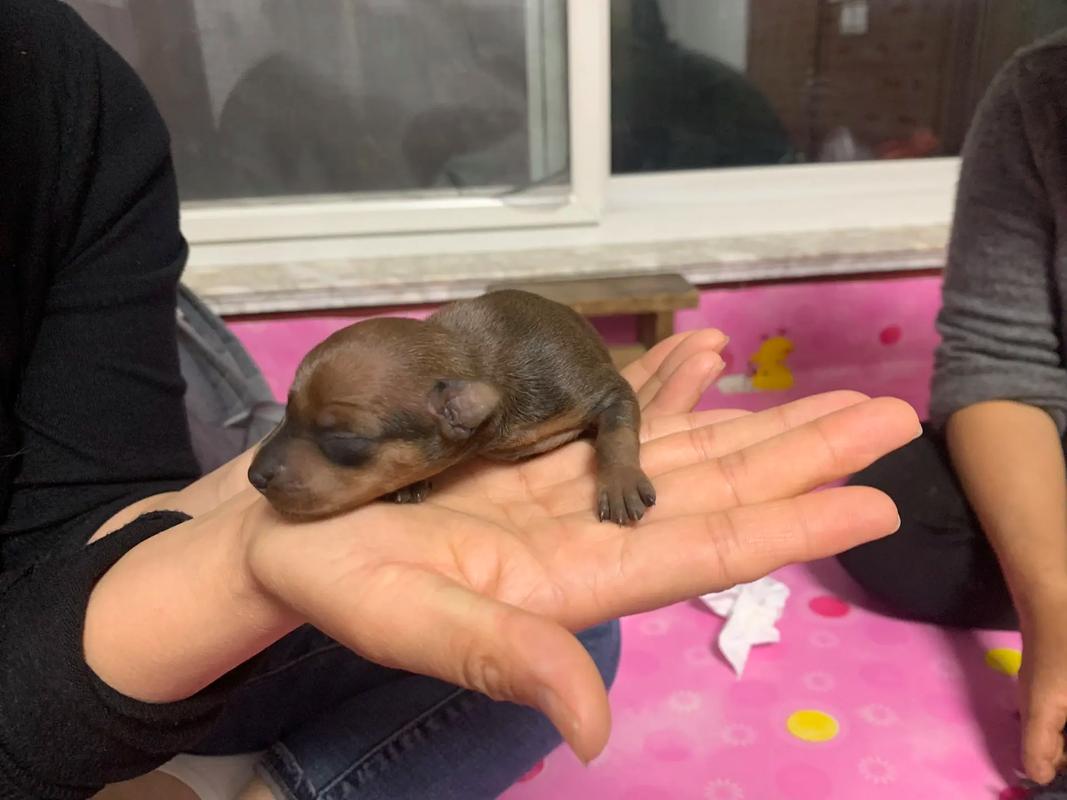 给刚出生的小鹿犬叫什么名字好?