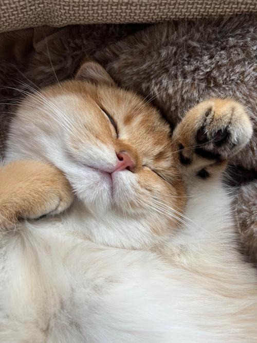 猫咪喜欢四脚朝天睡觉的原因有哪些?