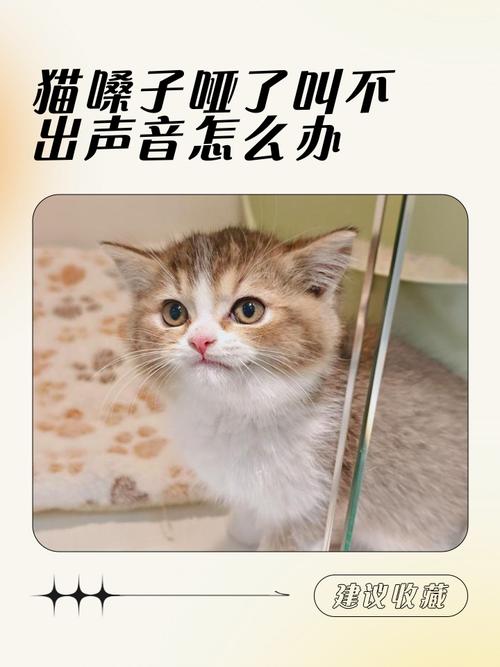猫咪嗓子哑了怎么办