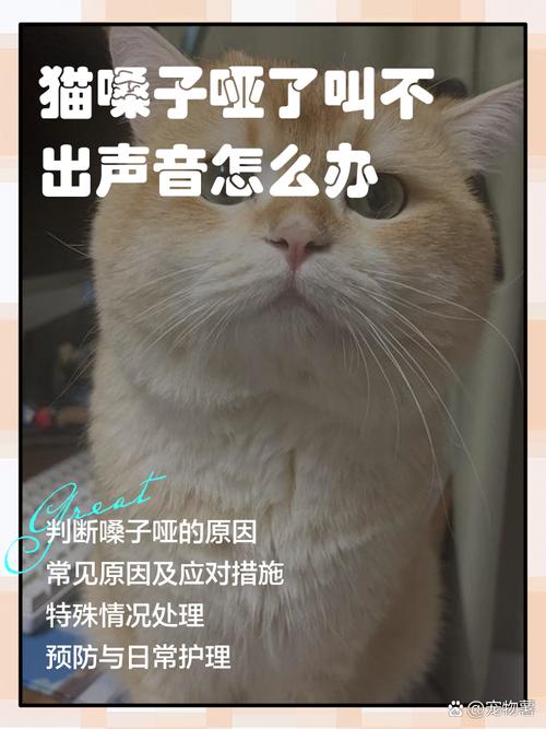 猫咪突然嗓子哑了,叫不出声了