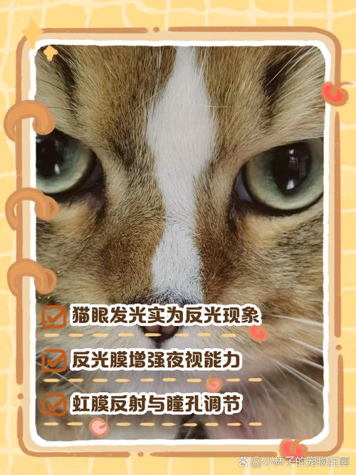 猫咪的眼睛为什么会发光,尤其是一到晚上特别亮?