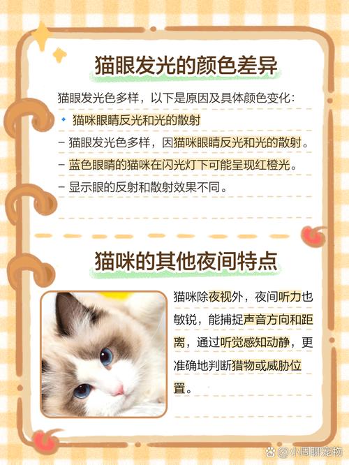 猫的眼睛为什么会发光