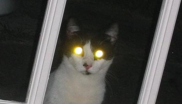 猫咪几个月眼睛发光