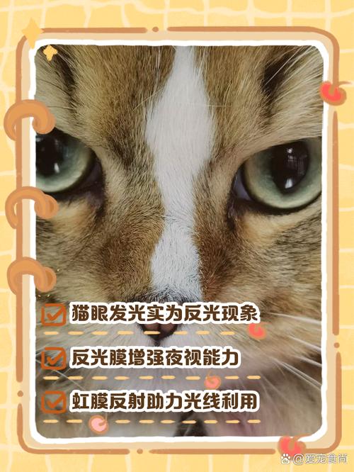 猫咪眼睛在夜间会发光是为什么?