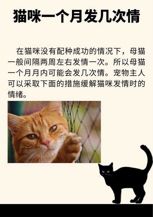猫在多久后会发情?