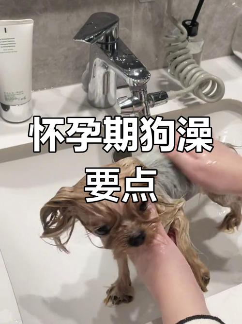 狗狗在怀孕的时候能不能洗澡