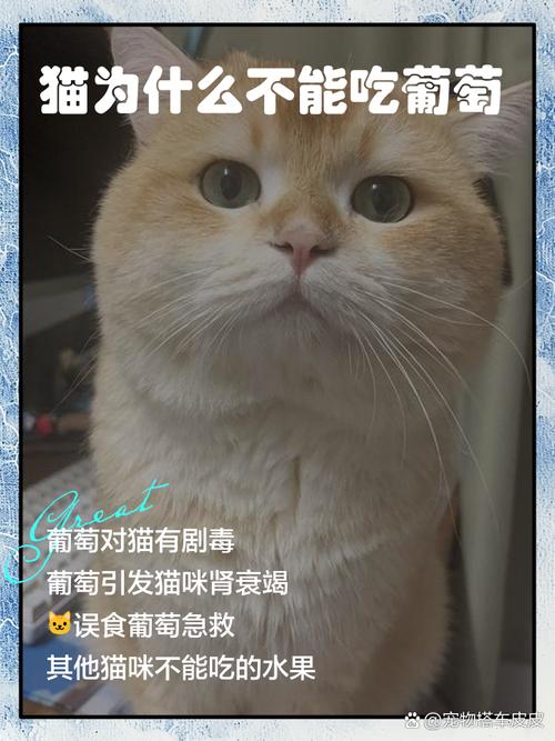 猫咪为什么不宜吃葡萄