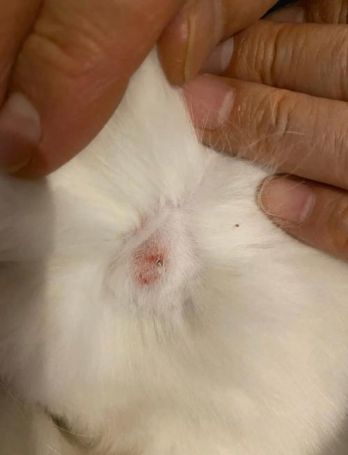 猫咪奶藓多久可以退掉