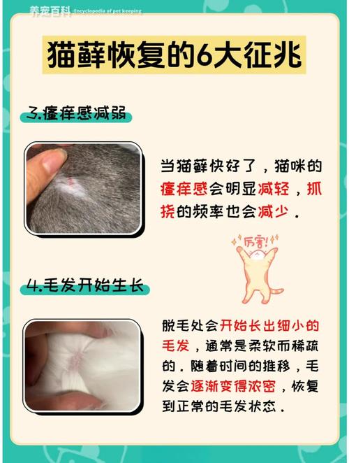 小猫为什么会得奶癣