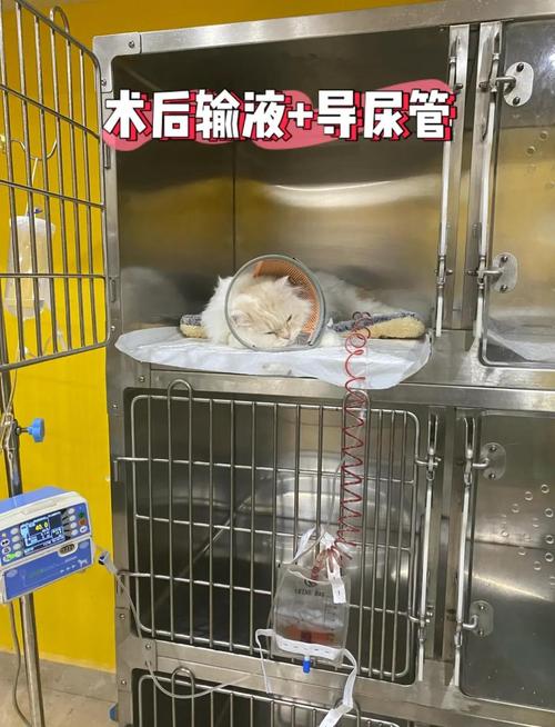 询问猫咪做尿结石手术大约要多少费用?