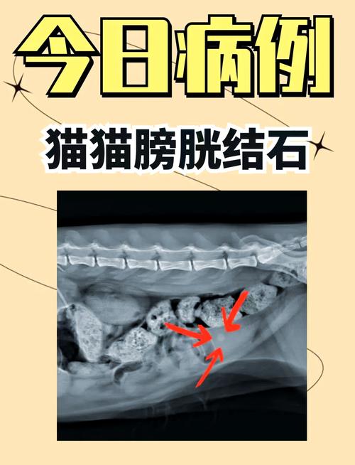 猫咪尿路结石怎么治疗?