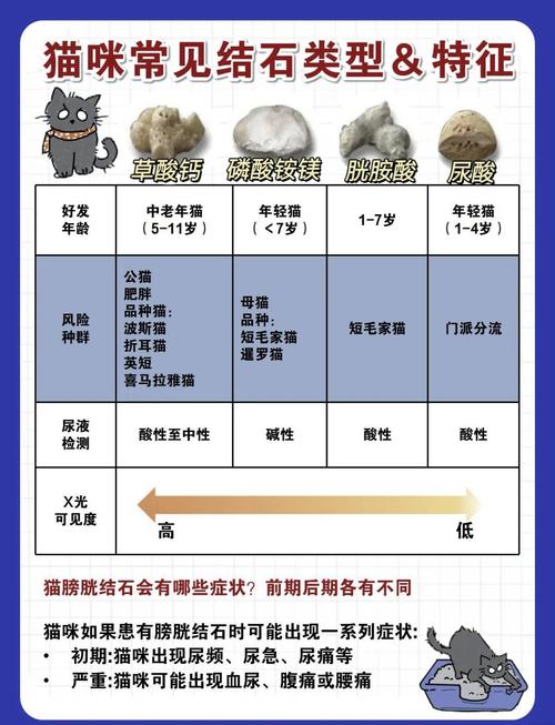 猫结石治疗费大约多少