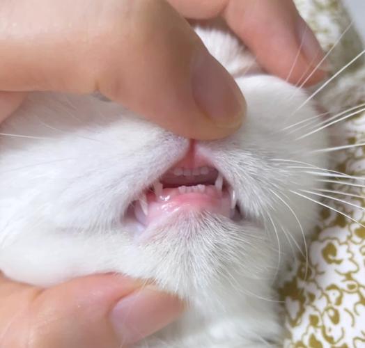 三到四个月的小猫磨牙用什么