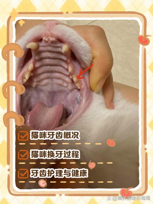 猫需要什么东西磨牙