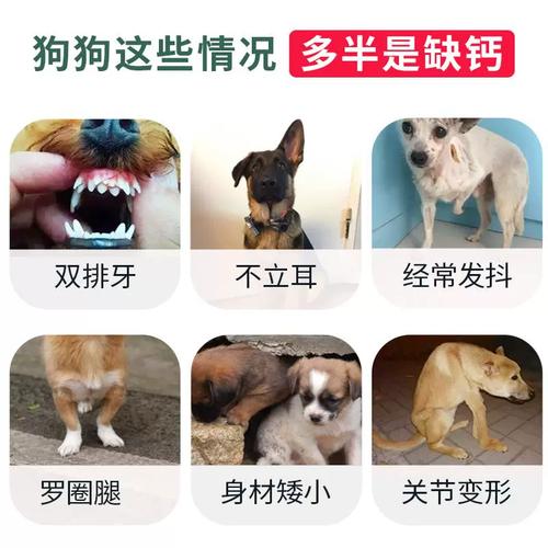 狗狗补钙哪种好?