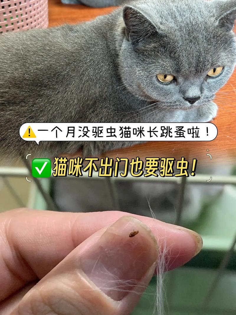 猫咪患寄生虫的五大症状?