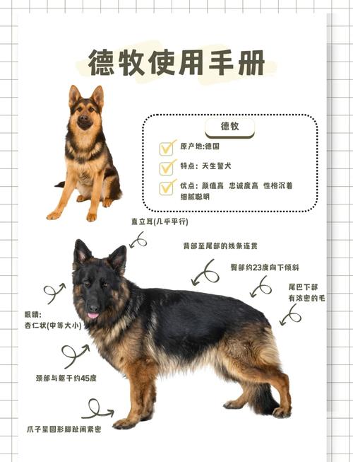 德牧怎么打疫苗