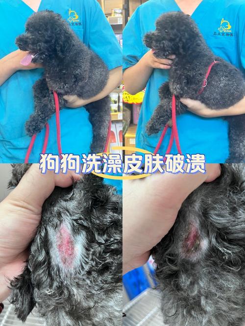 狗身上有伤口可以除虫么?