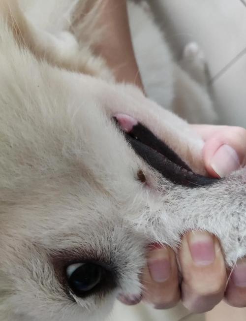 狗狗拆线后多久可以洗澡