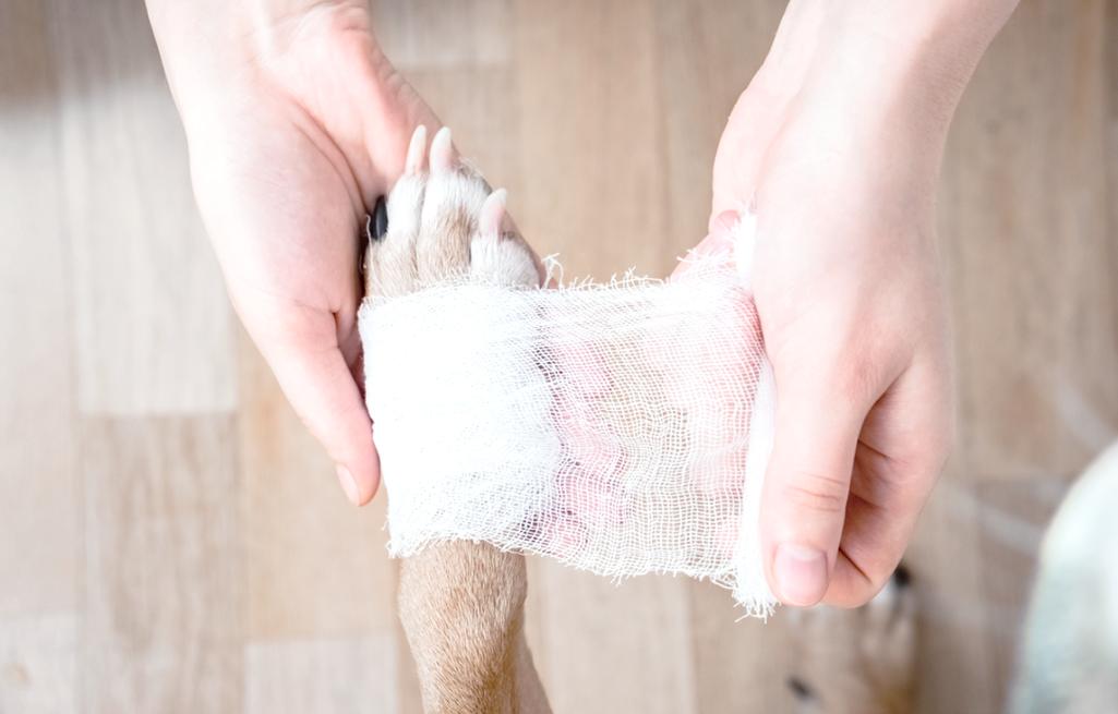 身上受伤有伤口的狗狗可以洗澡吗