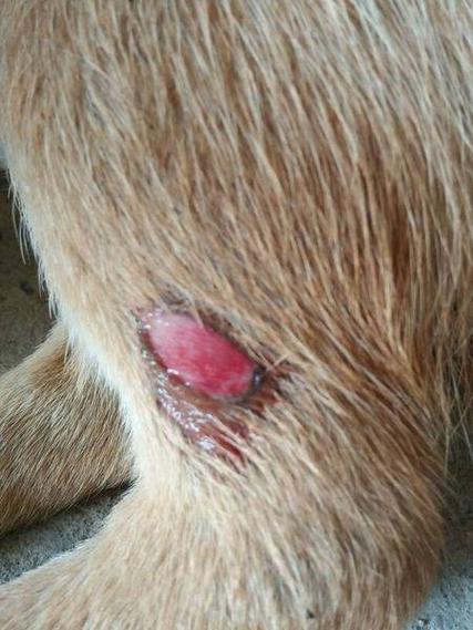 狗狗受伤了能洗澡吗