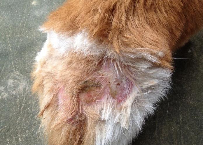 狗皮肤溃烂化脓用什么药