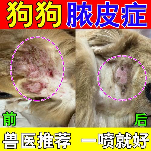狗狗身上溃烂流脓用什么药