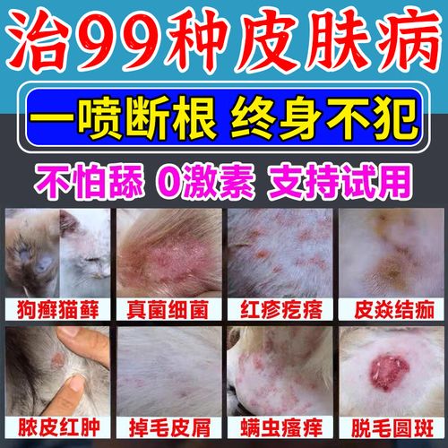 狗狗皮肤溃烂用什么药治愈最快