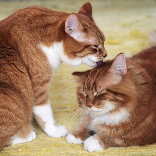 猫互相舔毛是因为什么
