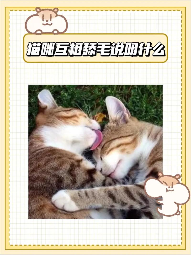 你知道猫友好病嘛?