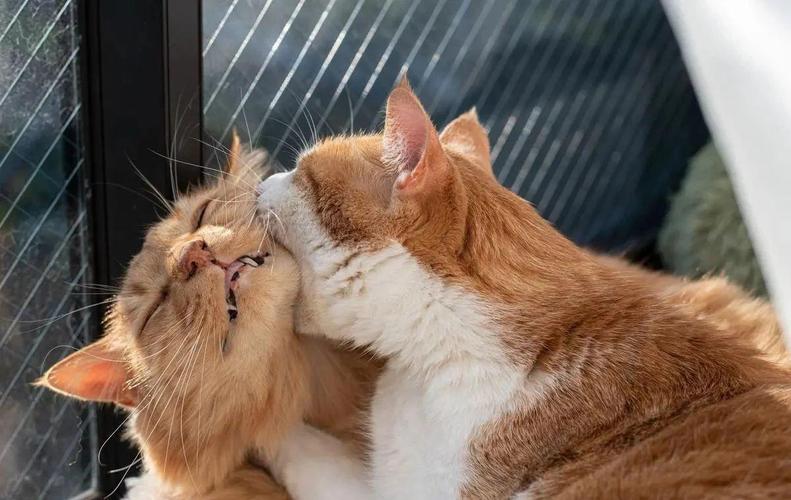 两只猫经常打架打的很凶但是会互相舔毛这样说关系好还是不好啊?_百度...