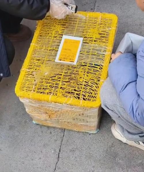 哪家快递公司可以托运狗狗?