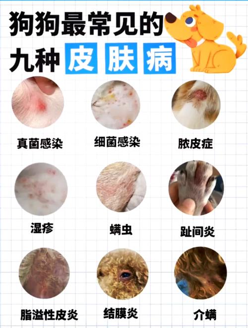 狗和人在一个屋里传染病吗