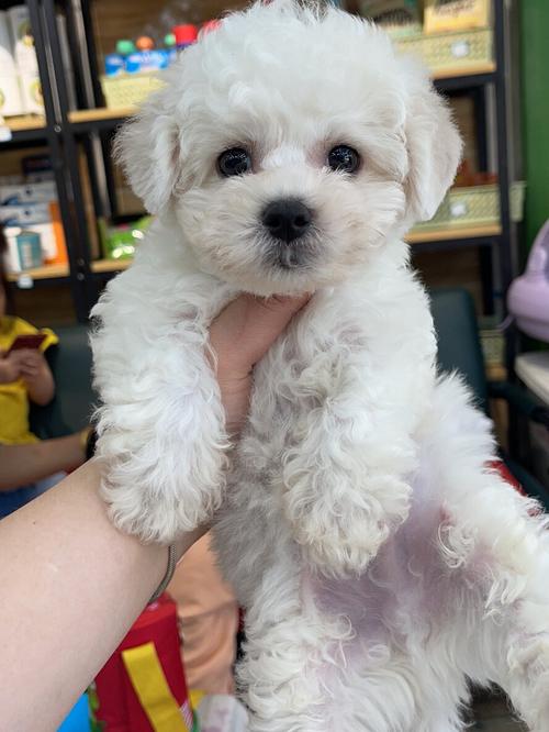 两个月大的比熊狗狗不小心吃了一点奶油蛋糕没事吧?