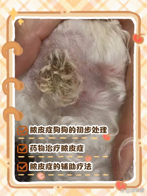 狗皮肤溃烂化脓要怎么给他治疗好