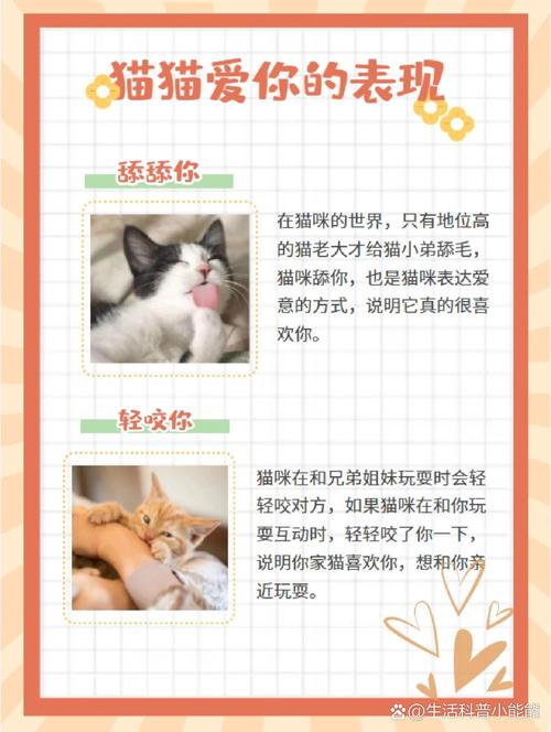猫咪认主的5大征兆