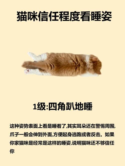 这些表现说明猫咪信任你,你家猫有几个?