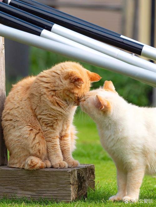 猫咪认主的5个表现你家猫咪会这样吗