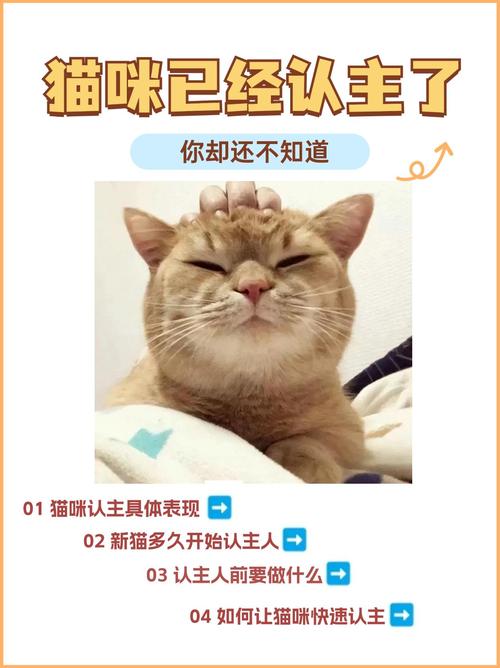 猫咪爱你的11个举动你家猫咪中了几个?